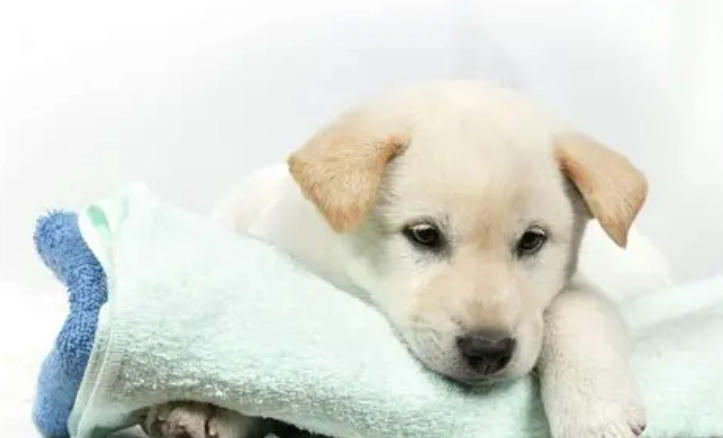 幼犬呼吸急促怎麼辦