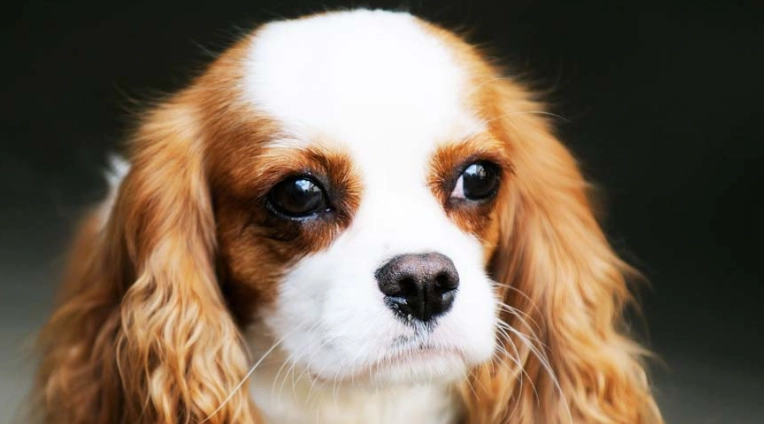 羊骨頭餵食方法