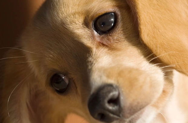 前庭神經炎症狀