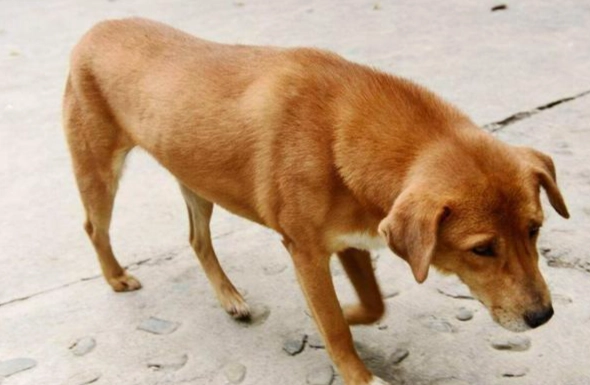 狗狗泌尿系統問題