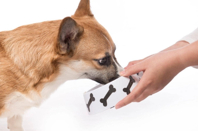 母狗結紮最佳時間 母狗結紮最佳時間