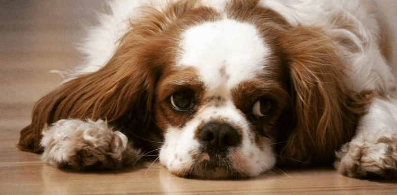 狗狗腸胃炎飲食