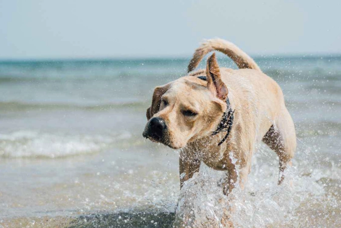狗狗結紮出門時間 狗狗結紮出門時間