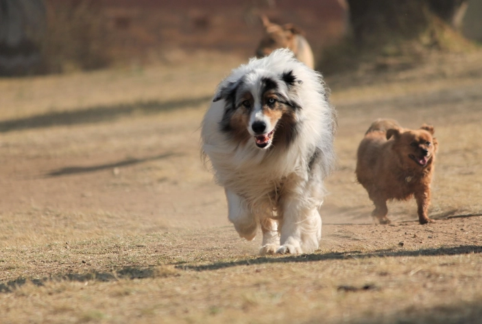 澳洲牧羊犬飼養困難