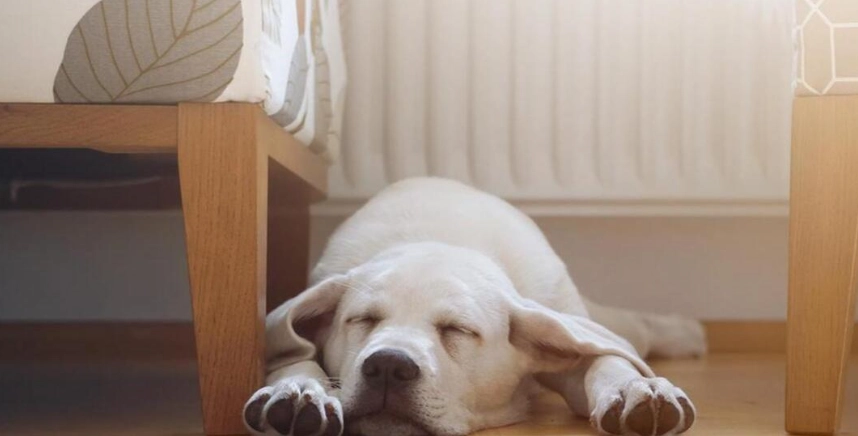 狗狗腸胃炎症狀