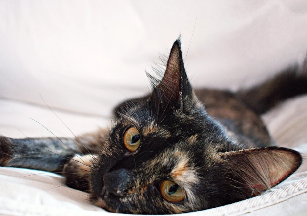 米克斯貓咪 照顧