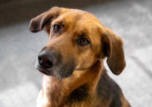 寵物零食安全 寵物零食安全