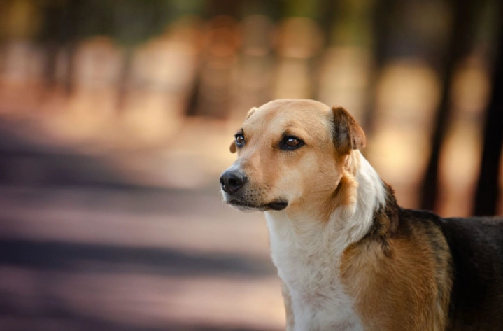老年狗口腔護理