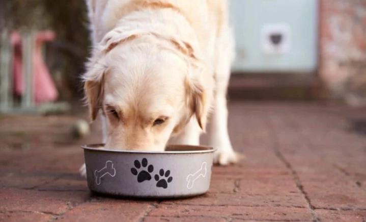 狗狗刷牙多久一次