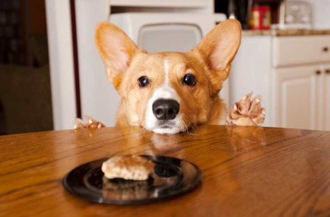 狗狗發情期結紮 狗狗發情期結紮