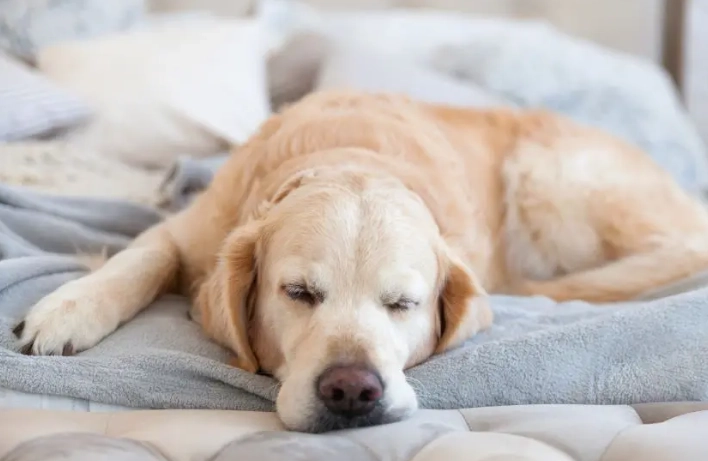 狗狗呼吸很大聲