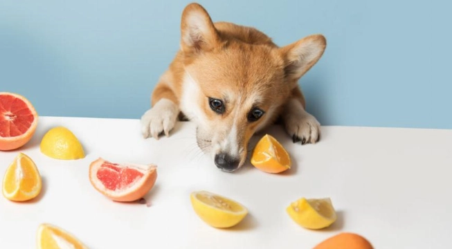 老年犬洗牙費用