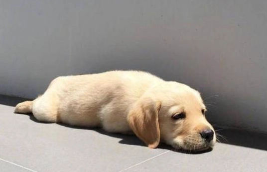 母狗乳腺瘤治疗 母狗乳腺瘤治疗