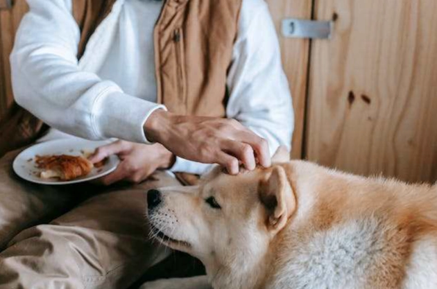 獸醫不推薦牛皮骨