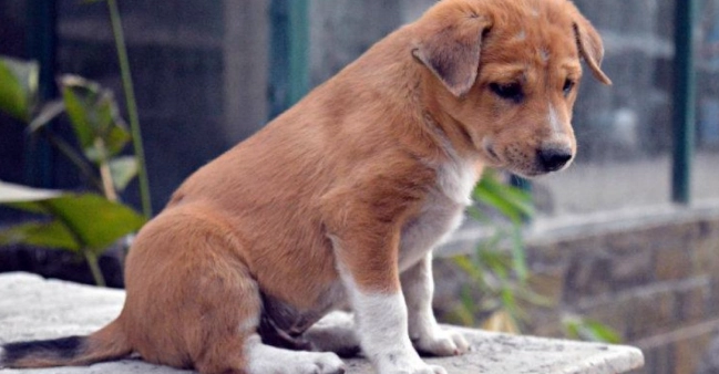 狗狗泌尿系統問題