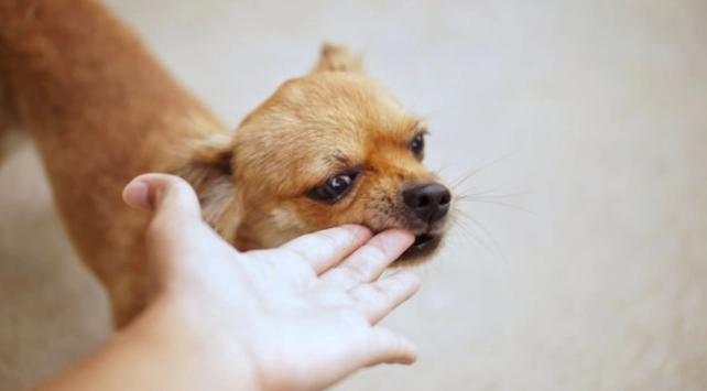 狗狗不喜歡被摸哪裡