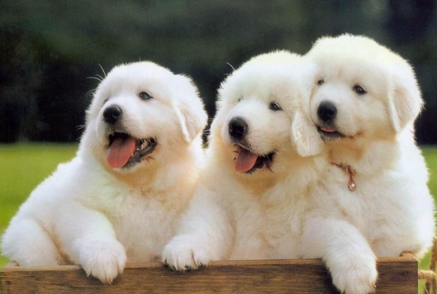 狗牙齦黑色正常嗎