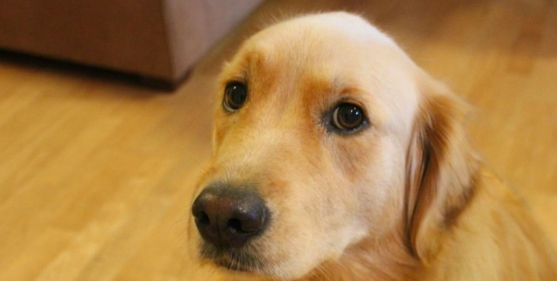 如何讓狗狗喜歡陌生人