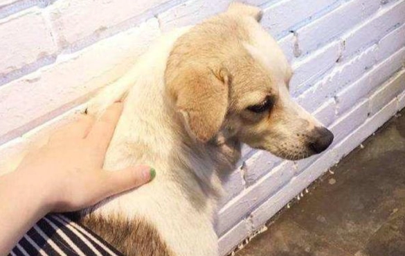 乳腺瘤 狗 治療