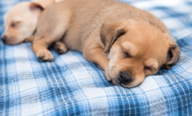 幼犬呼吸急促怎麼辦