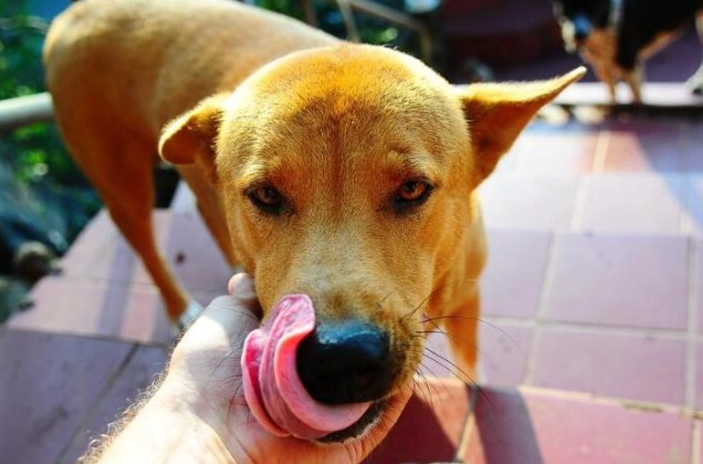 老狗發情健康風險