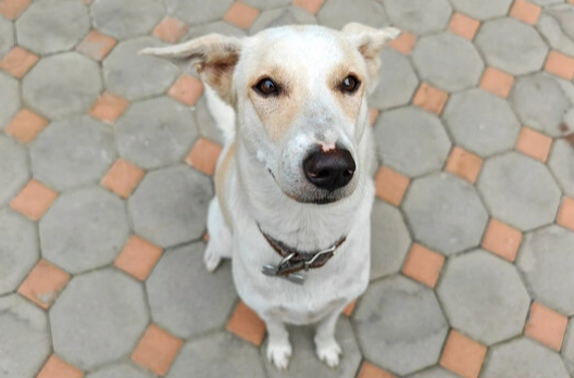狗狗流口水原因