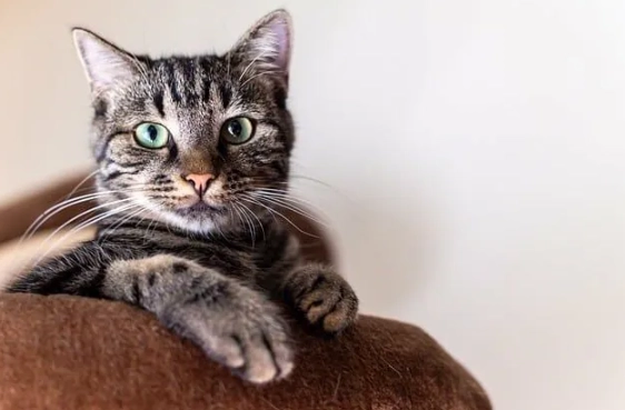 貓皮膚病治療 貓皮膚病治療