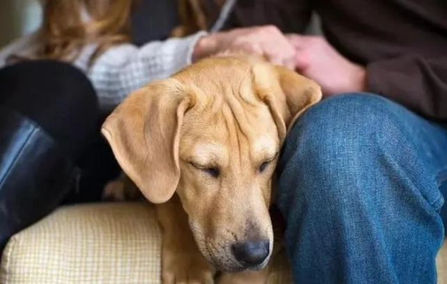 狗狗乳腺瘤飲食