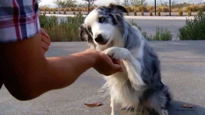 狗前庭神經炎症狀