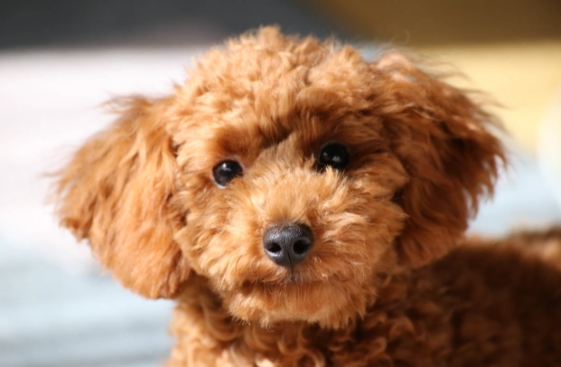 狗脂肪瘤自然消退 狗脂肪瘤自然消退