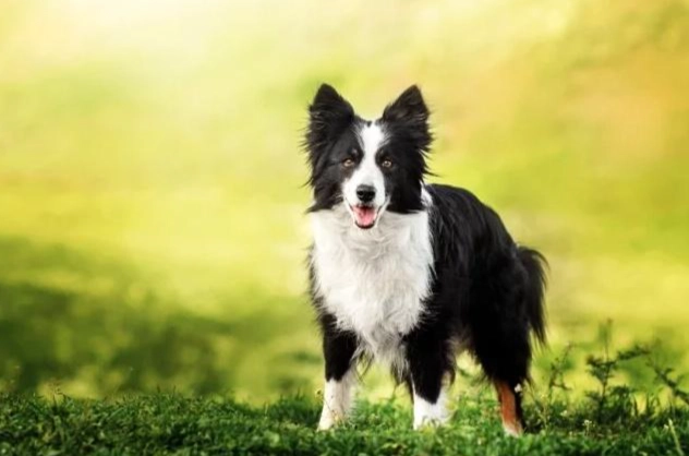 狗狗牙周病症狀