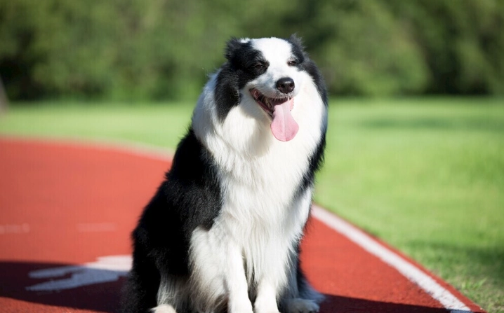 狗狗流口水原因