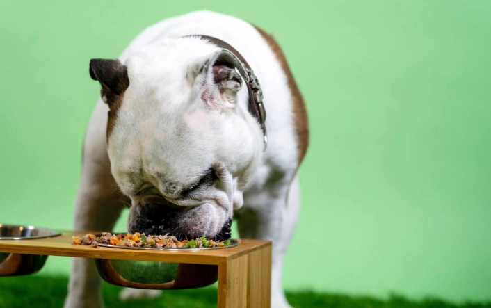 狗狗口水黏稠原因