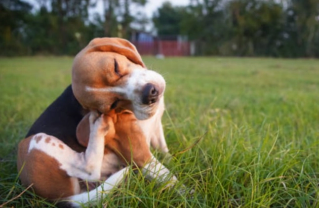狗狗發抖 狗狗發抖