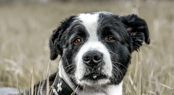 狗狗流口水 狗狗流口水
