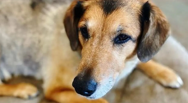 雞骨頭對狗危險 雞骨頭對狗危險