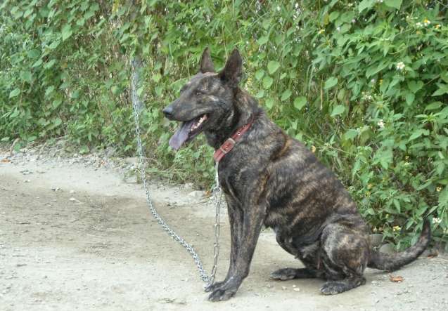 如何防止狗狗吃骨頭 如何防止狗狗吃骨頭