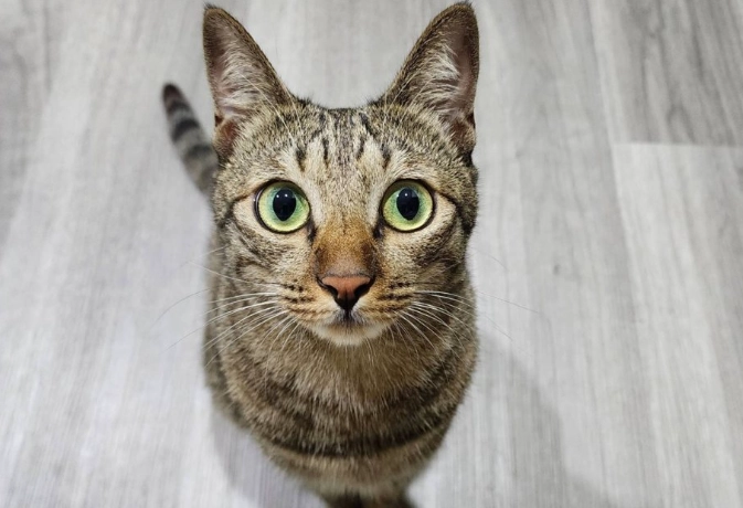 貓過敏皮膚炎 貓過敏皮膚炎