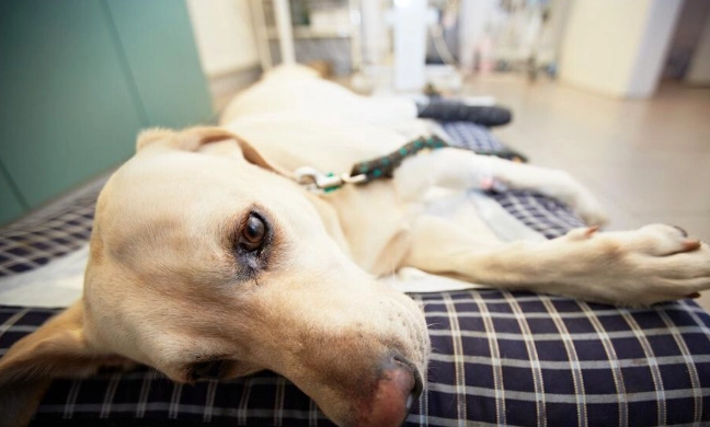 狗狗乳腺瘤 壽命