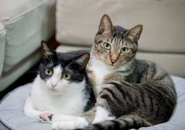 新手養貓注意事項