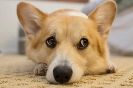 前庭神經炎症狀