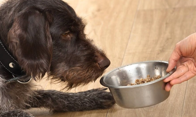 公狗發情行為 公狗發情行為