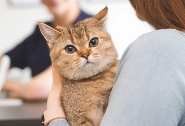 貓咪牙結石處理