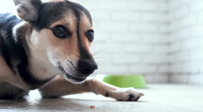 狗狗魚腥味口臭原因