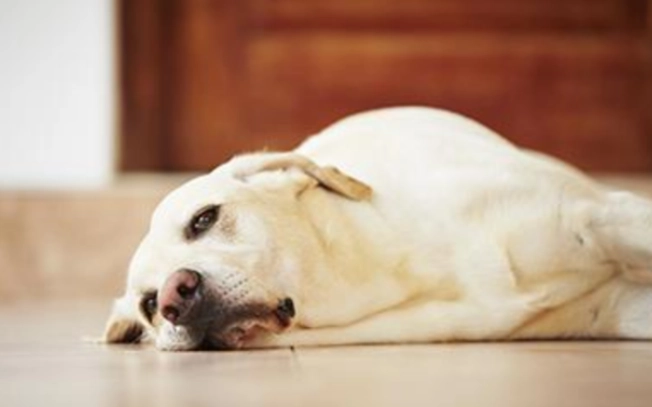 狗狗結紮出門時間 狗狗結紮出門時間