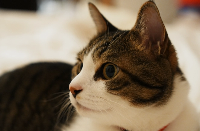 寵物吐粉紅色液體處理 寵物吐粉紅色液體處理