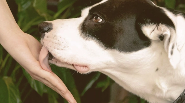 狗狗討厭你的跡象 狗狗討厭你的跡象