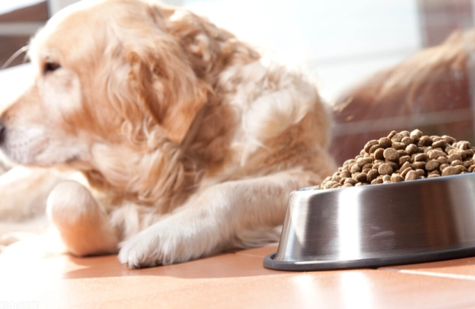 狗狗交配懷孕機率