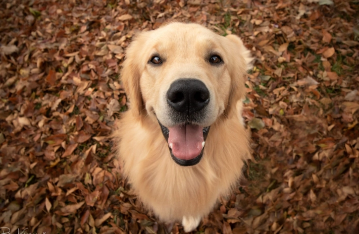 狗狗不吃飯 狗狗不吃飯