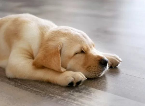 狗狗腸胃炎治療